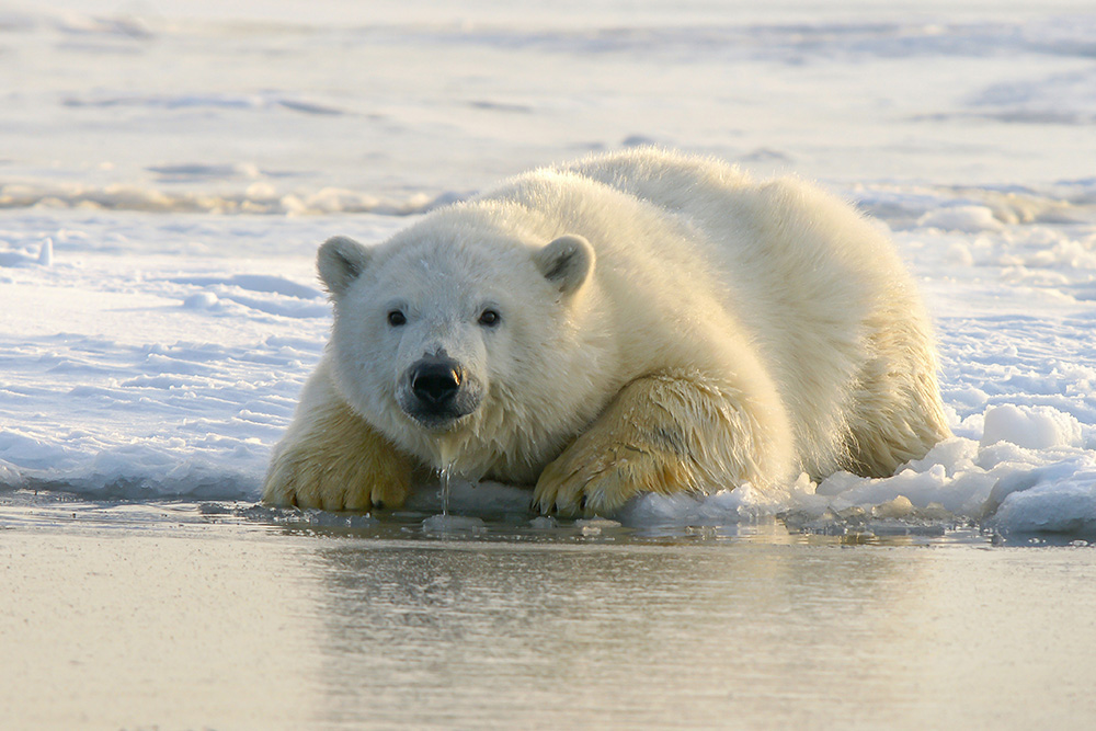 Polar Regions