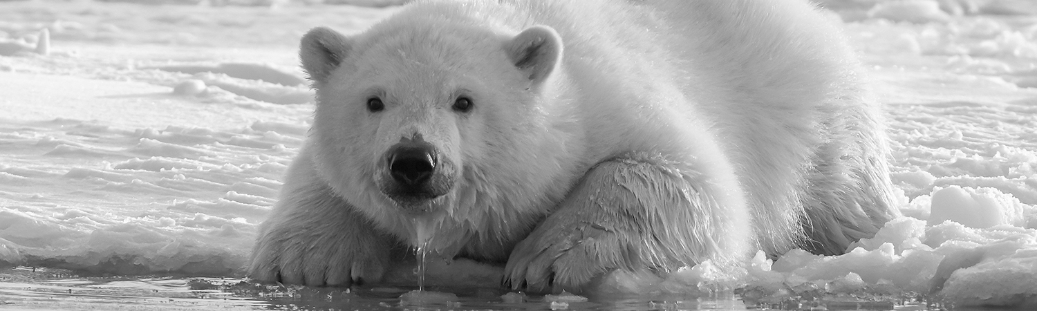 Destinations The Polar Regions