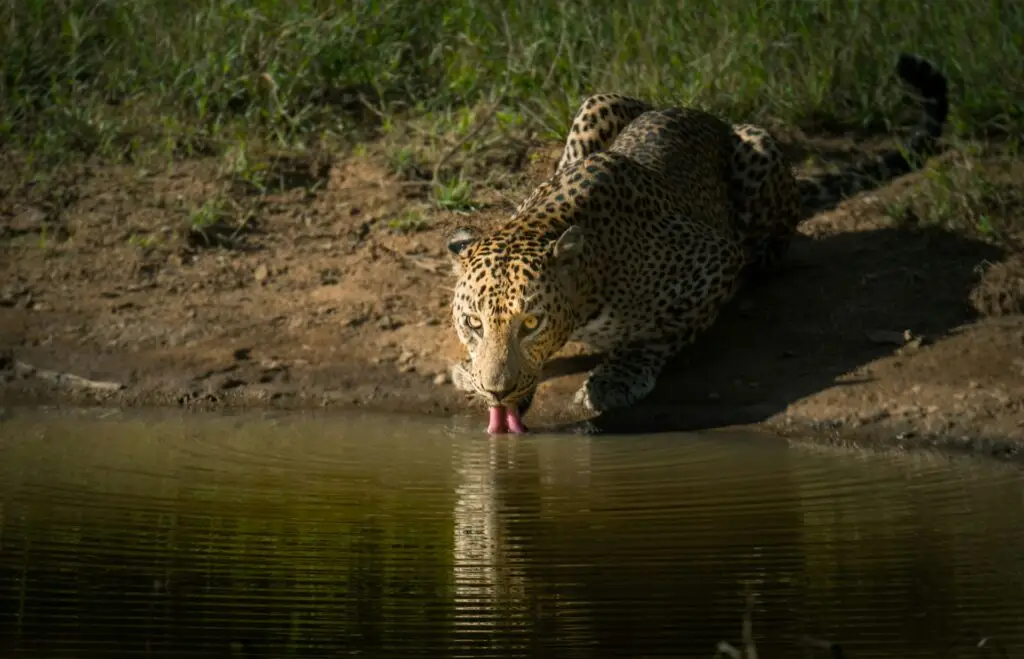 Unlike leopards elsewhere in the world, the Sri Lankan leopard doesn't have to share its kingdom with lions or tigers; here, it reigns supreme